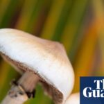 Single dose of magic mushroom psychedelic can cause anatomical brain changes, study finds | Neuroscience